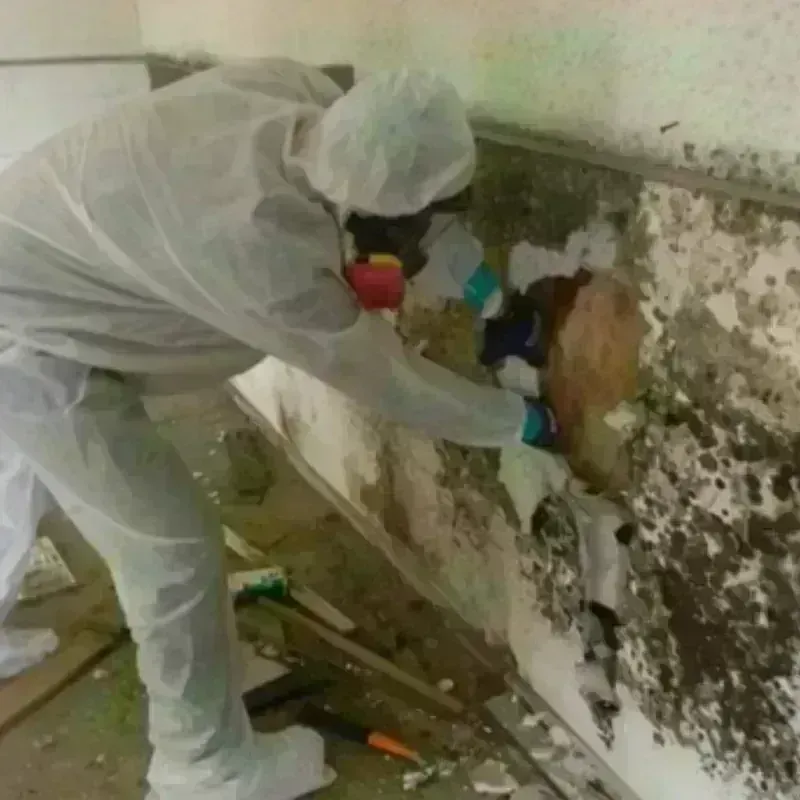 Mold Remediation and Removal in Coopersville, MI